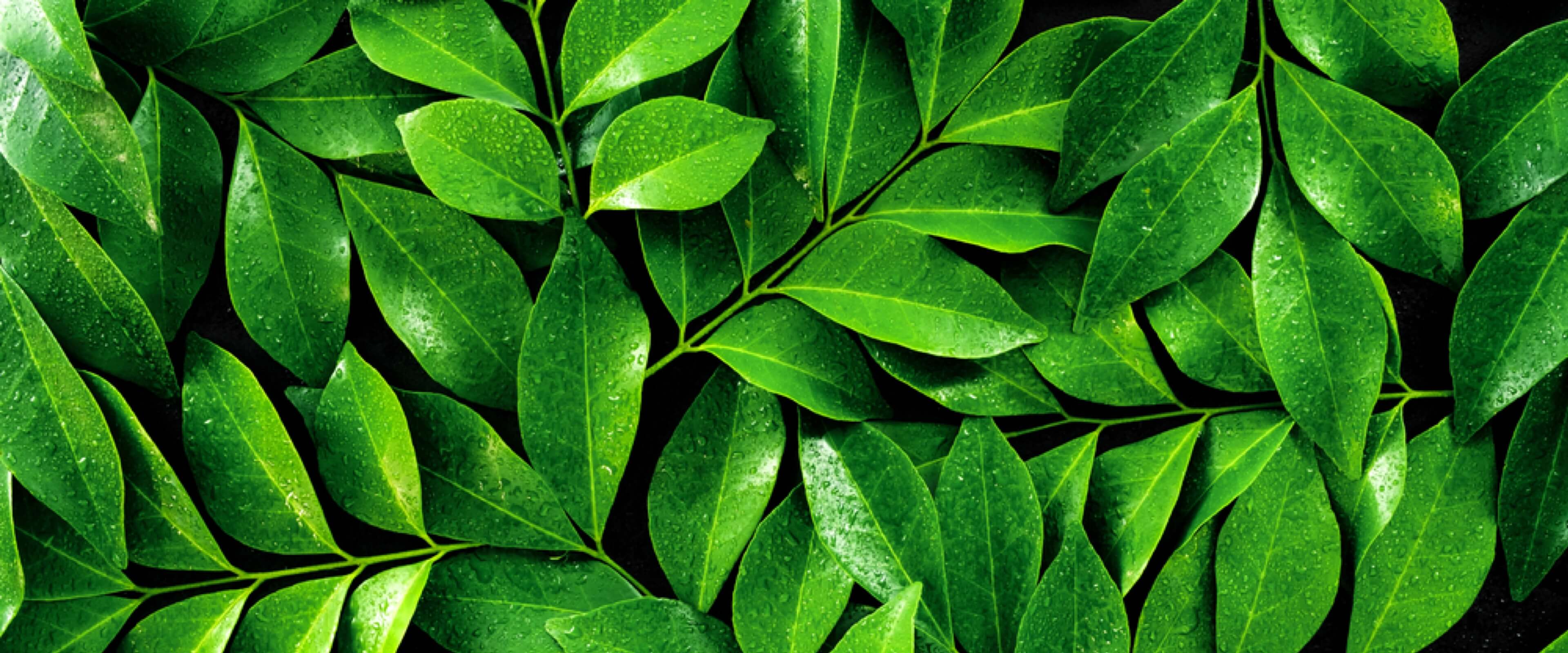 The Power of Tea Polyphenols Benefits for Health and Wellness Codeage