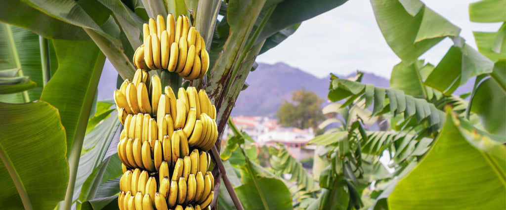 Plátanos: un ingrediente de oro para el bienestar y la salud 