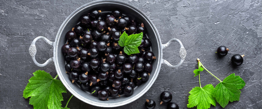The Wellness Benefits of Black Currant Supplements: Supporting Immune Function