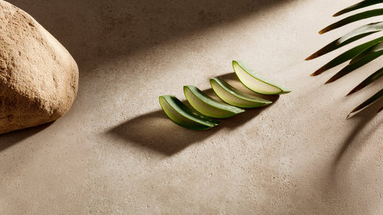 Aloe Vera: A Leafy Companion in the World of Digestive Botanicals