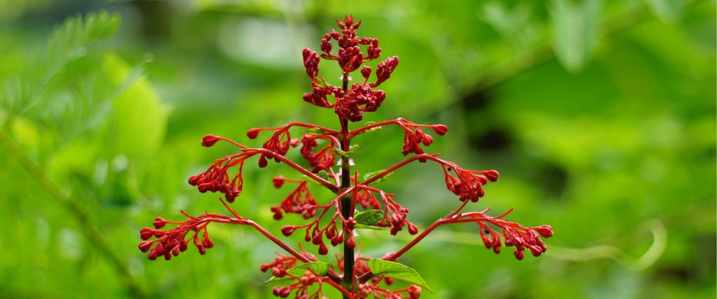 Les bienfaits des polyphénols végétaux pour la santé et comment les incorporer à votre alimentation