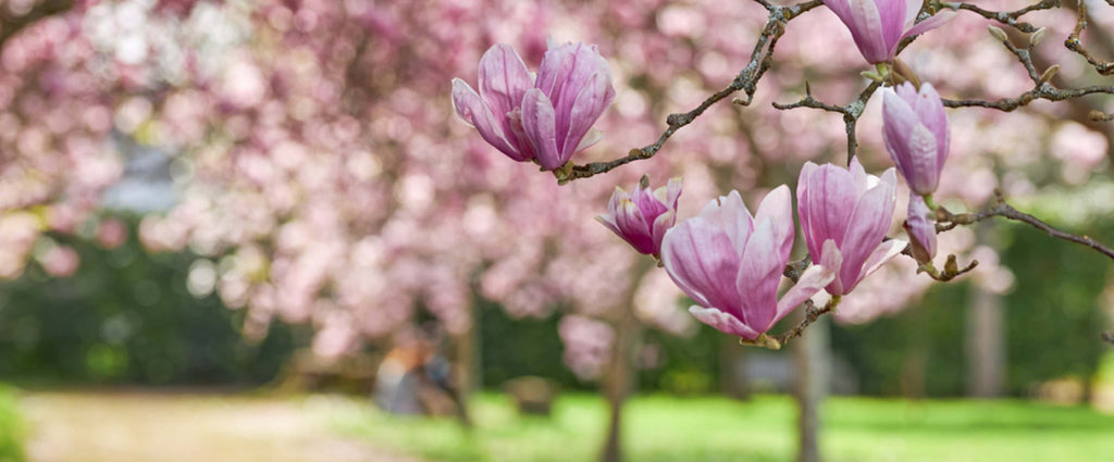 DHH-B: el compuesto de la planta de magnolia que apoya los niveles de estrés y ansiedad