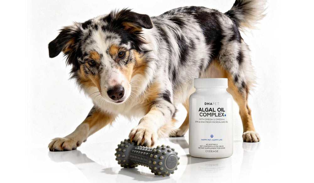 Plant-Based Omega Oils for Canines: DNA PET Algal Oil Complex image preview