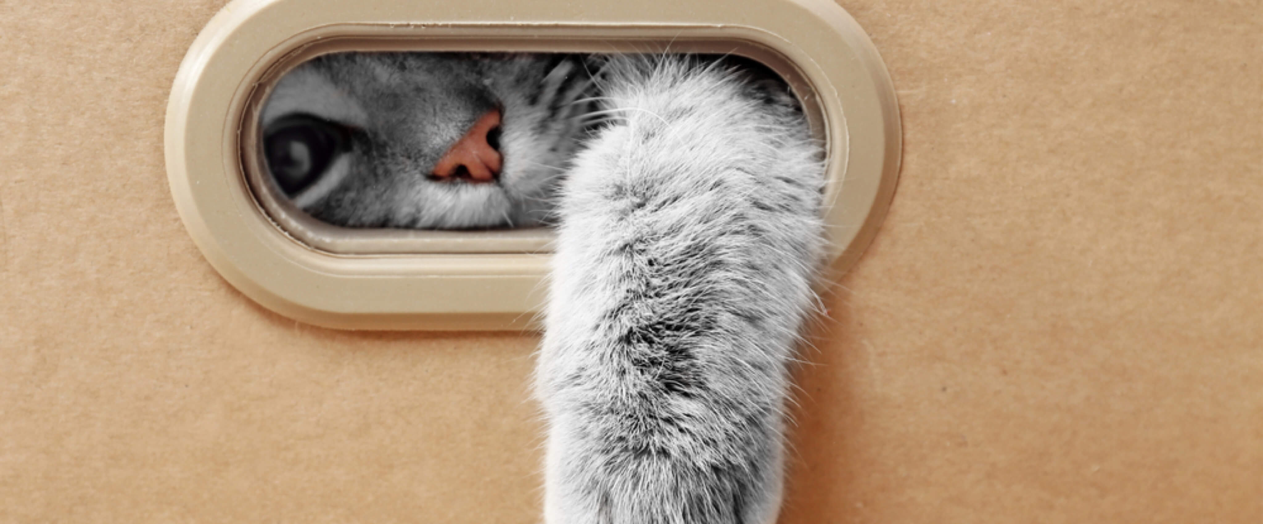 The Benefits of Bovine Kidney, Spleen, Pancreas, Bone Marrow, and Thymus for Cats Codeage