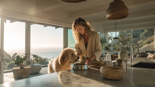 El atractivo del alga islandesa: un botánico marino para las mascotas modernas