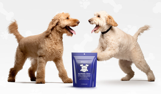DNA PET Synbiotic Chews for Dogs