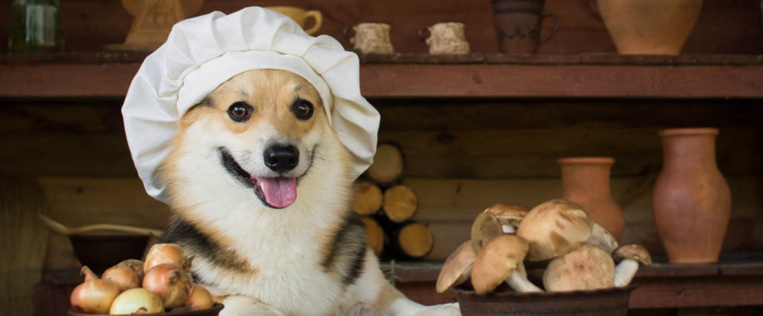 The Benefits of Mushrooms for Dogs