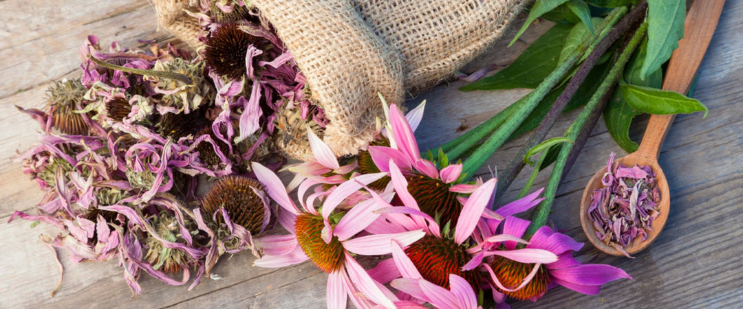 Echinacea Benefits and the Immune System