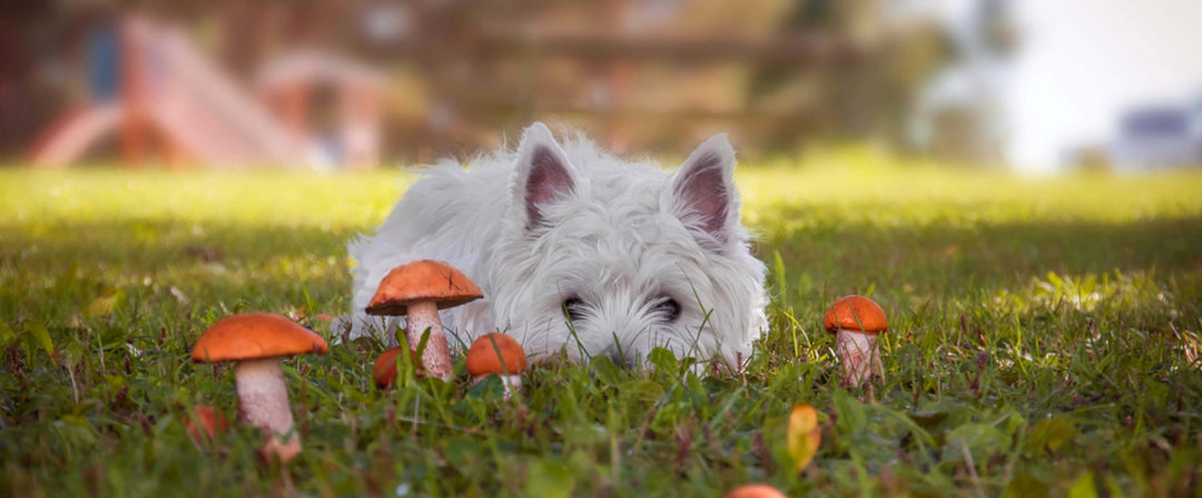Los hongos y sus propiedades de apoyo inmunológico para perros