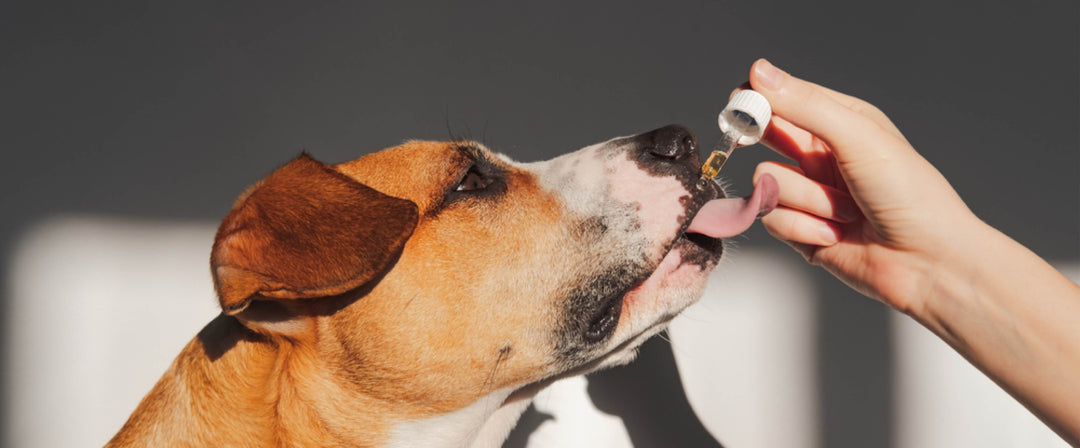 Organic Supplements for Dogs: The Benefits of Nutrients