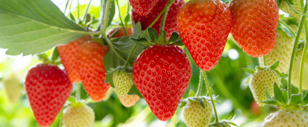 Sensaciones de fresa: maravillas y hechos nutricionales 