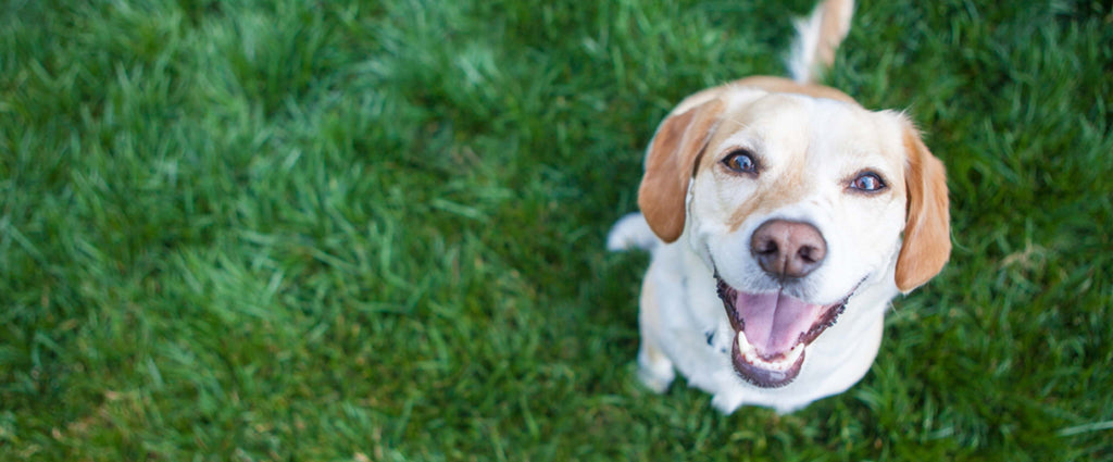 The Benefits of Freeze-Dried Raw Meat for Dogs