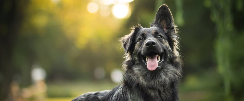 The Importance of Supporting Your Dog's Organ Health
