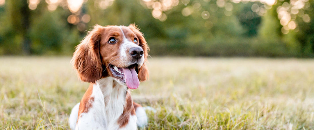 Los beneficios para el bienestar de un suplemento multiorgánico para perros