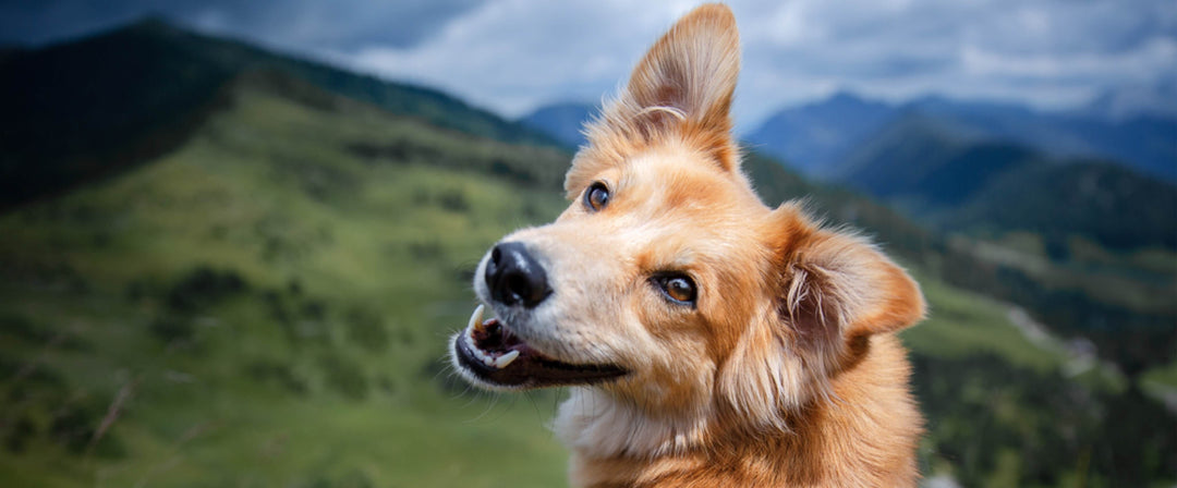 Understanding the Nutritional Benefits of Bovine Sources for Dogs