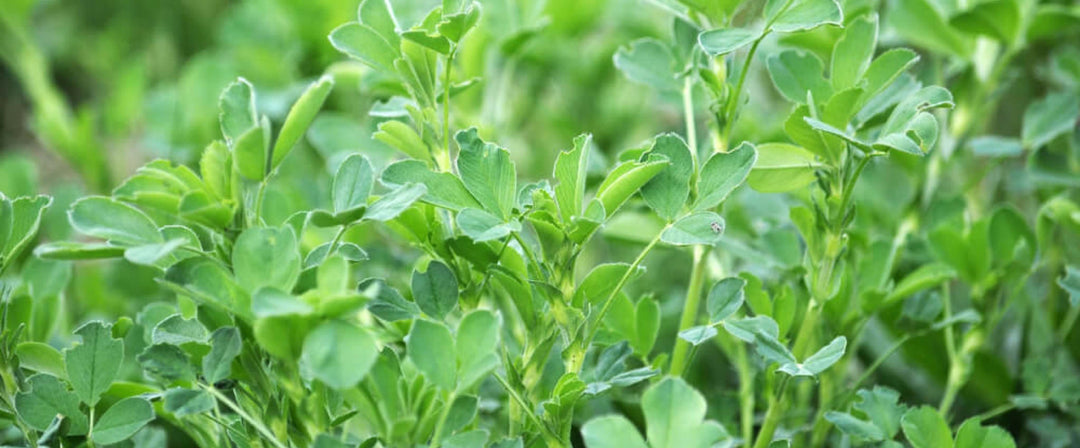 Alfalfa Leaf: The Green Star and Its Nutritional Value