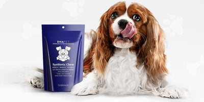 DNA PET Synbiotic Chew for Dogs